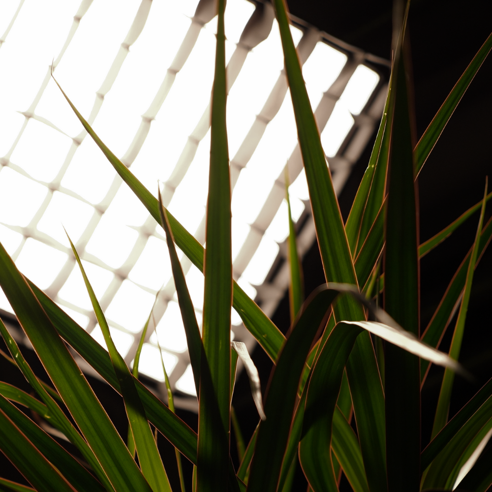 Planting and set dressing detail inside Empire Studios
